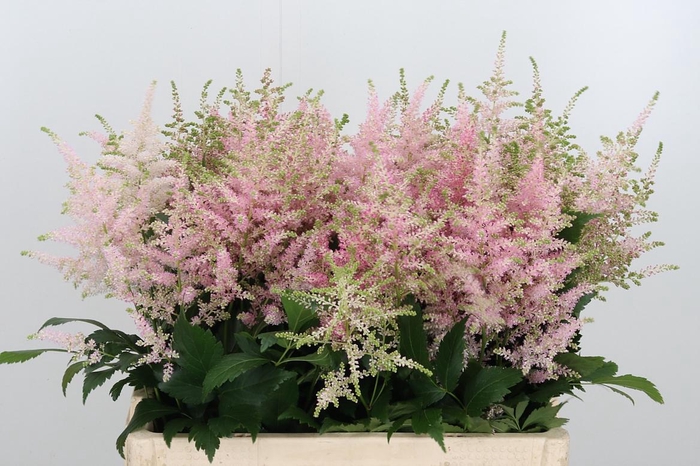 <h4>Astilbe Europa Roze</h4>
