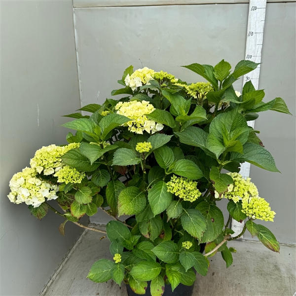 hydrangea macrophylla wit p40 / 25 ltr 65-75 cm
