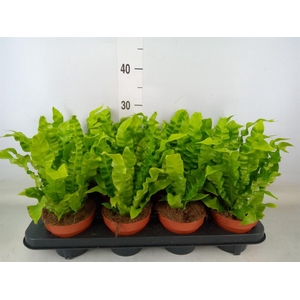 Asplenium nidus 'Crispy Wave'