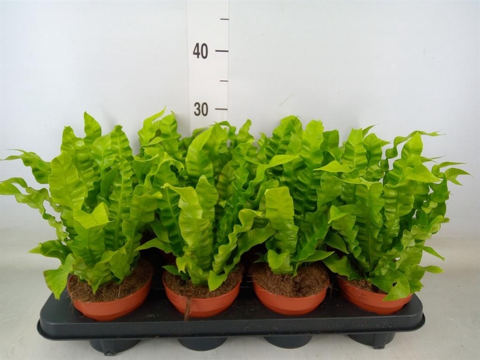 <h4>Asplenium nidus 'Crispy Wave'</h4>