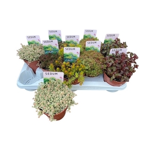 SEDUM OV