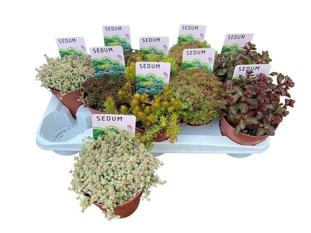 <h4>SEDUM OV</h4>