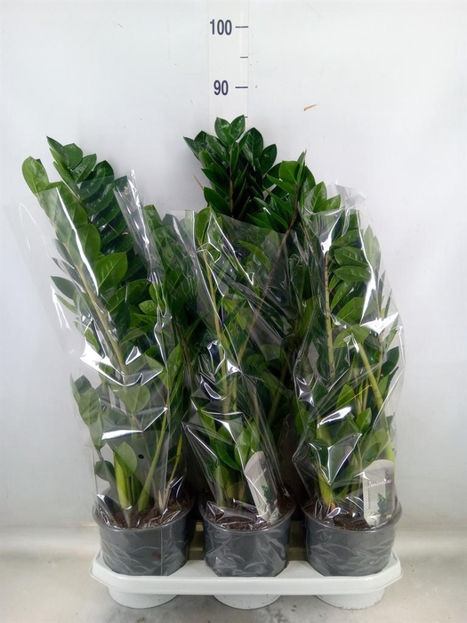 <h4>Zamioculcas zamiifolia</h4>