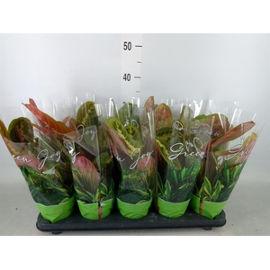 Maranta leuc. 'Fascinator'