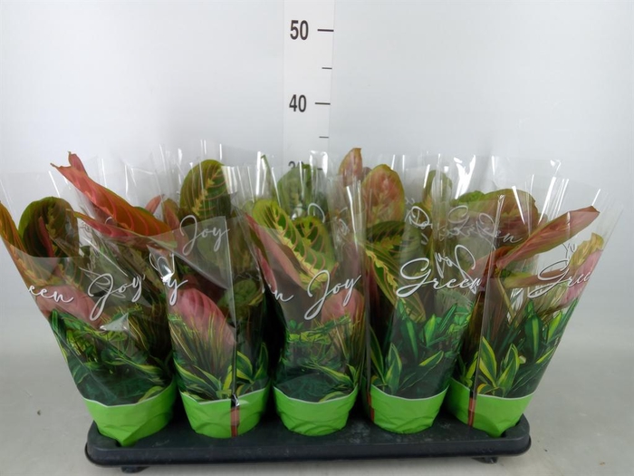 <h4>Maranta leuc. 'Fascinator'</h4>