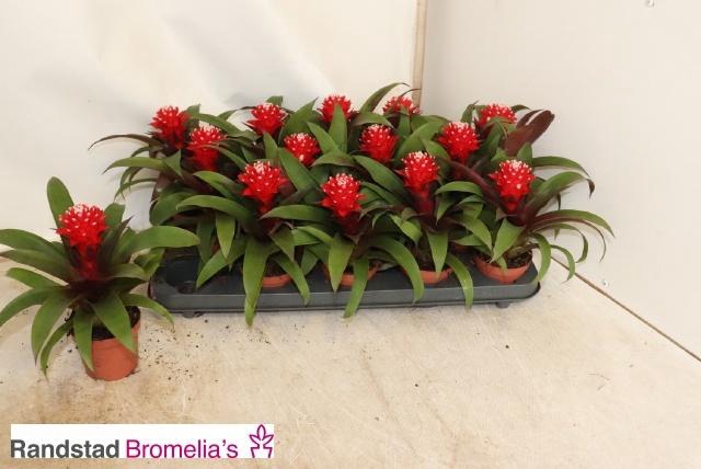 <h4>GUZM PRISCILLA</h4>