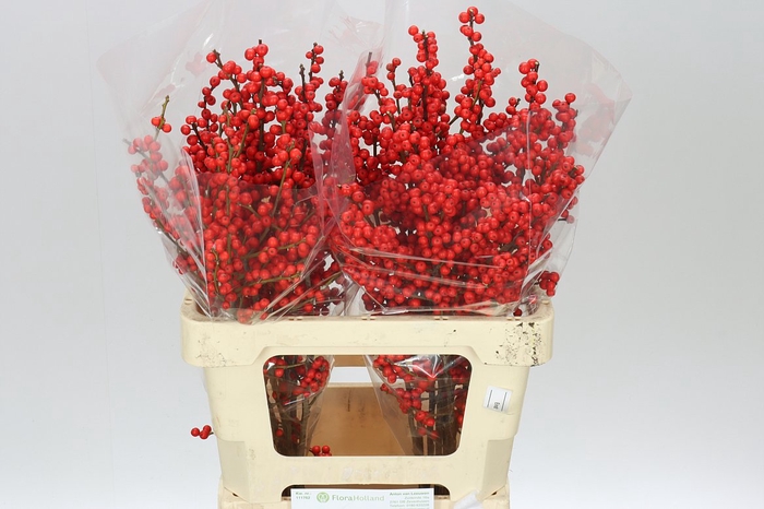 <h4>Ilex Verticillata</h4>