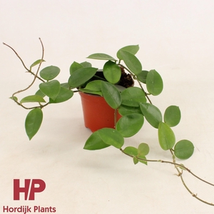Hoya Chouke P9