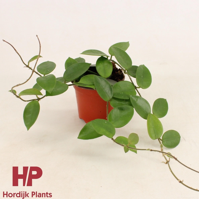 <h4>Hoya Chouke P9</h4>