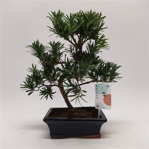 Podocarpus Outdoor Bonsai 20 cm