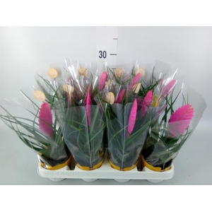 Tillandsia cyanea 'Vincent'