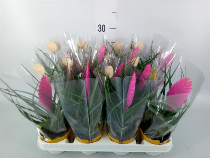 <h4>Tillandsia cyanea 'Vincent'</h4>