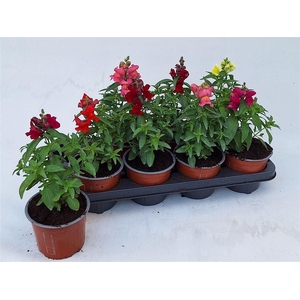 Antirrhinum majus gemengd
