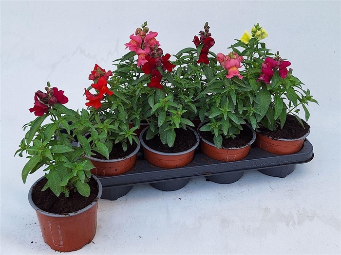 <h4>Antirrhinum majus gemengd</h4>