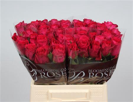 <h4>R Gr Madam Cerise</h4>