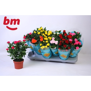 RO B MONDE GEM 7 SRT