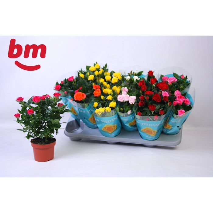 <h4>RO B MONDE GEM 7 SRT</h4>