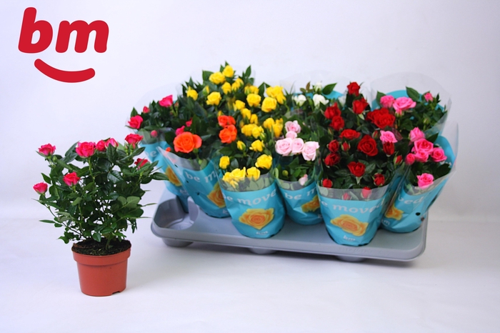 <h4>RO B MONDE GEM 7 SRT</h4>