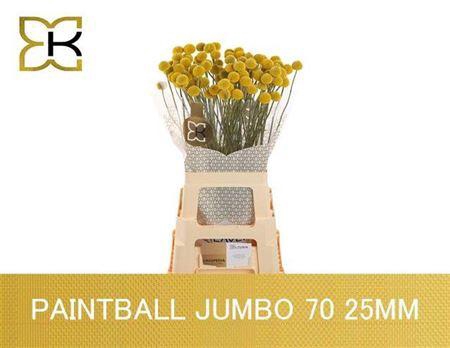 <h4>Cras Paintball Jumbo</h4>
