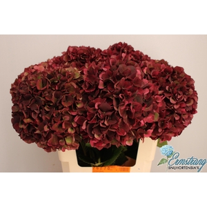 HYDR M MAG RUBYRD CL