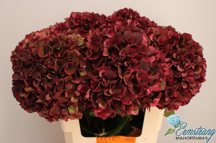 <h4>HYDR M MAG RUBYRD CL</h4>