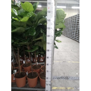 Ficus   ...