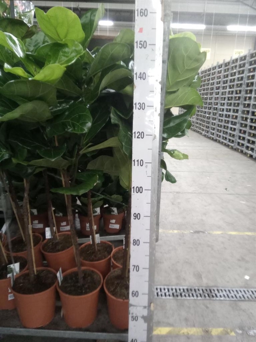 <h4>Ficus   ...</h4>
