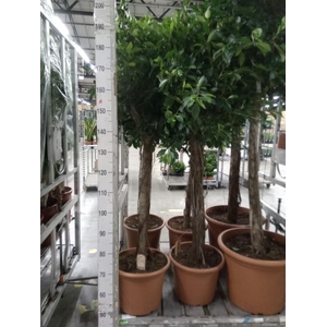 Ficus   ...