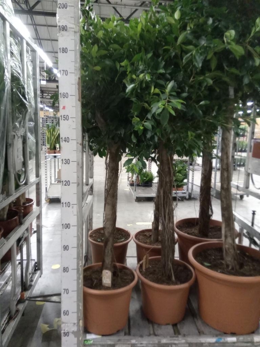 <h4>Ficus   ...</h4>