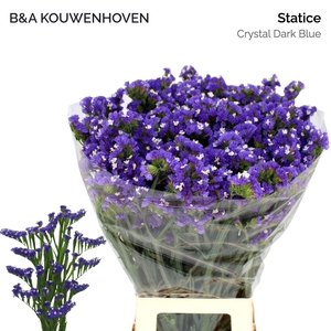 Limonium sinuatum 'Crystal Dk Blue'