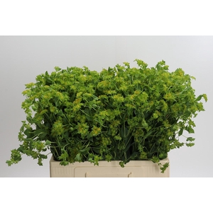 Bupleurum Griffithii