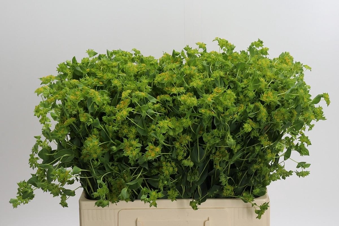 <h4>Bupleurum Griffithii</h4>