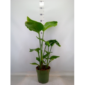 Strelitzia nicolai