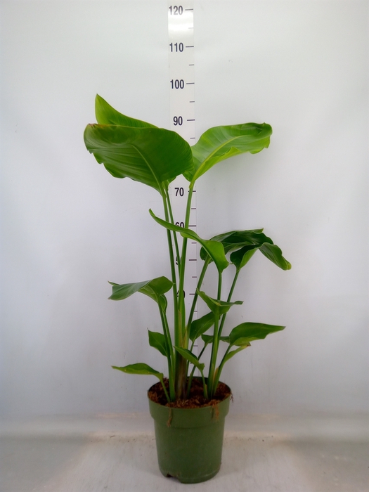 <h4>Strelitzia nicolai</h4>