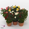 .Rosa beau monde gemengd