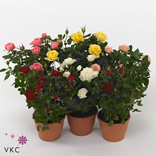 .Rosa beau monde gemengd
