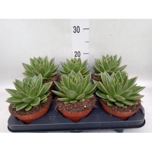 Echeveria  'Miranda'