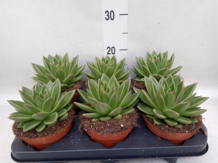 <h4>Echeveria  'Miranda'</h4>
