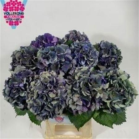 <h4>Hydr M Royal King Cl</h4>