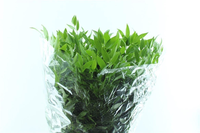 <h4>Ruscus Italy 200 Gram</h4>