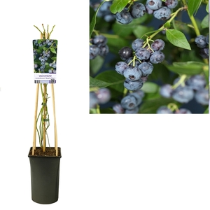 Vaccinium corymbosum 'Brigitta Blue' +light label