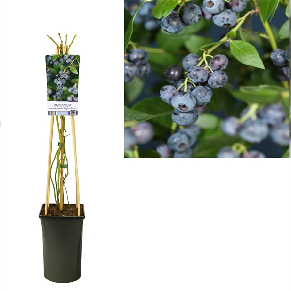 <h4>Vaccinium corymbosum 'Brigitta Blue' +light label</h4>