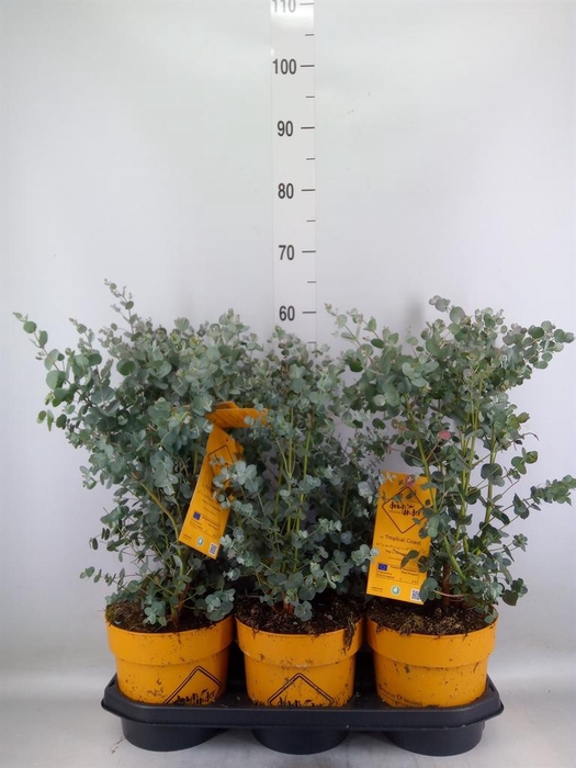 Eucalyptus