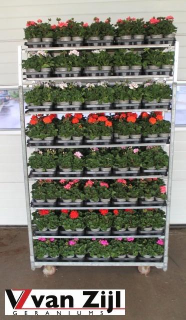 <h4>PEL ZON MIXK</h4>