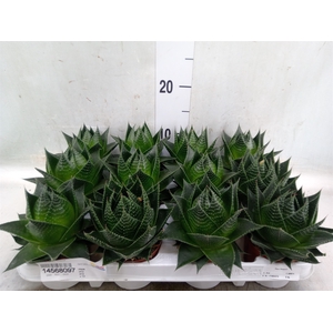 Aloe aristata 'Cosmo'
