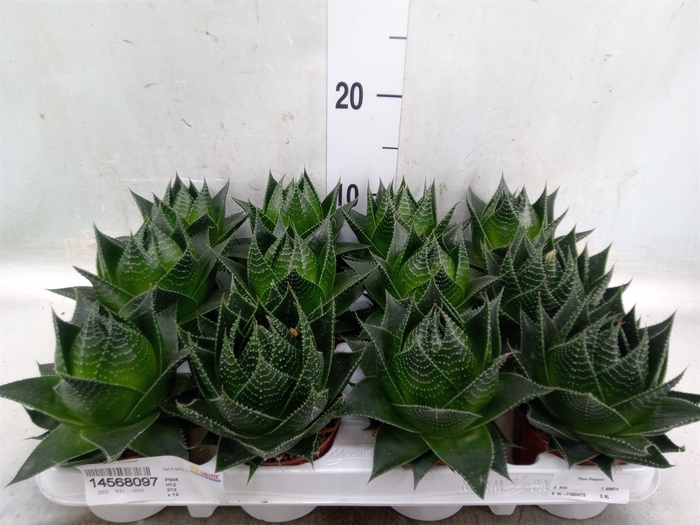 <h4>Aloe aristata 'Cosmo'</h4>