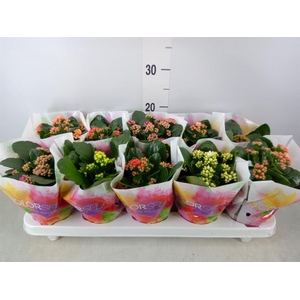Kalanchoe blos.   ..rosebud mix  5