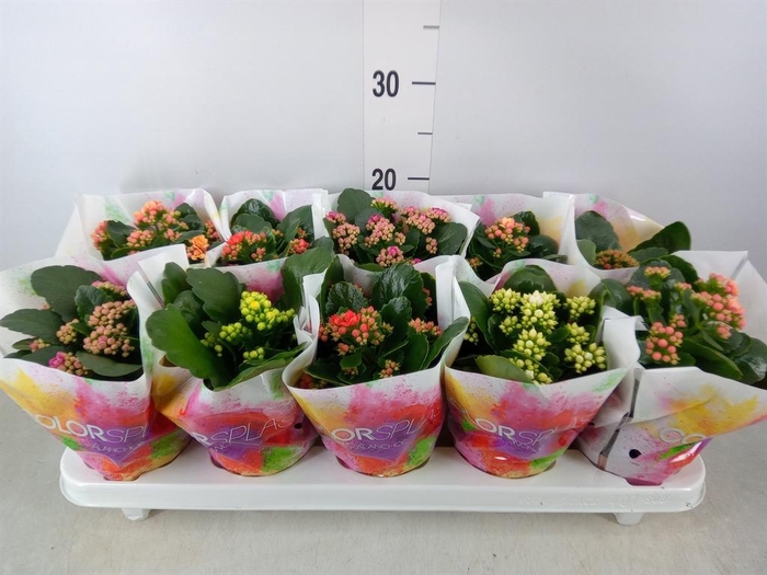 <h4>Kalanchoe blos.   ..rosebud mix  5</h4>