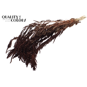 Hang Amaranthus ± 90cm p/bunch Brown
