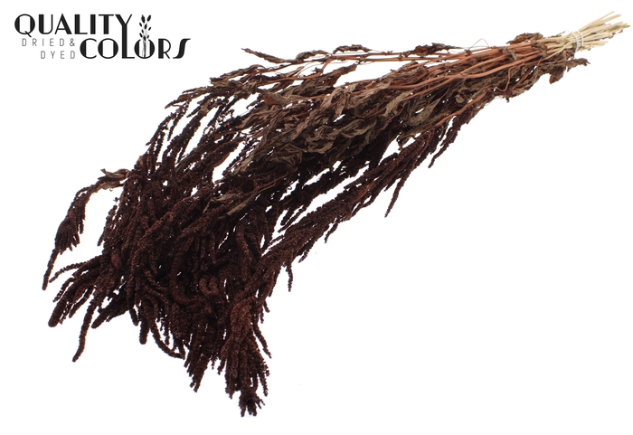 <h4>Hang Amaranthus ± 90cm p/bunch Brown</h4>